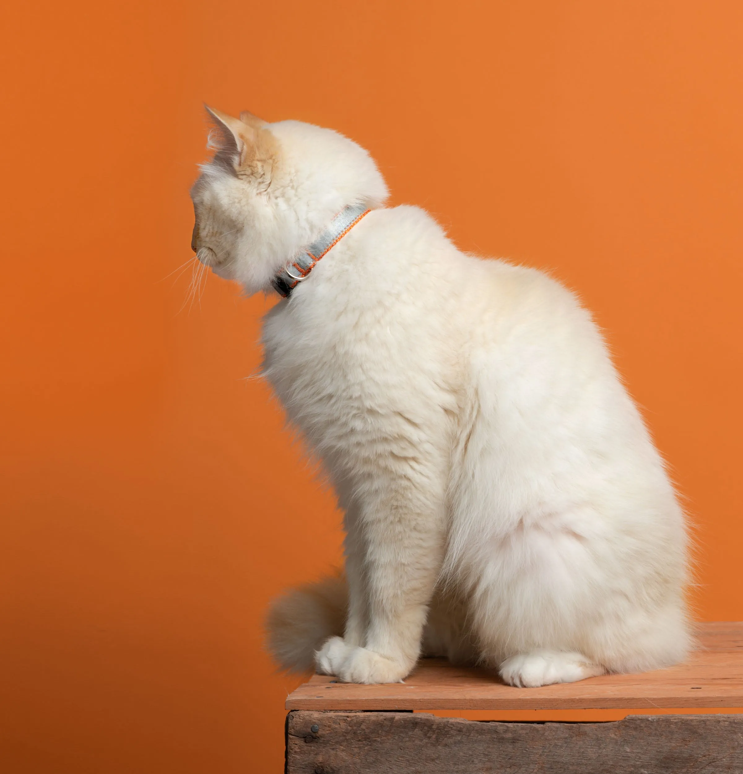5/8" Extra Wide Breakaway Safety Cat Collar | Solid or Reflective | 20 colors