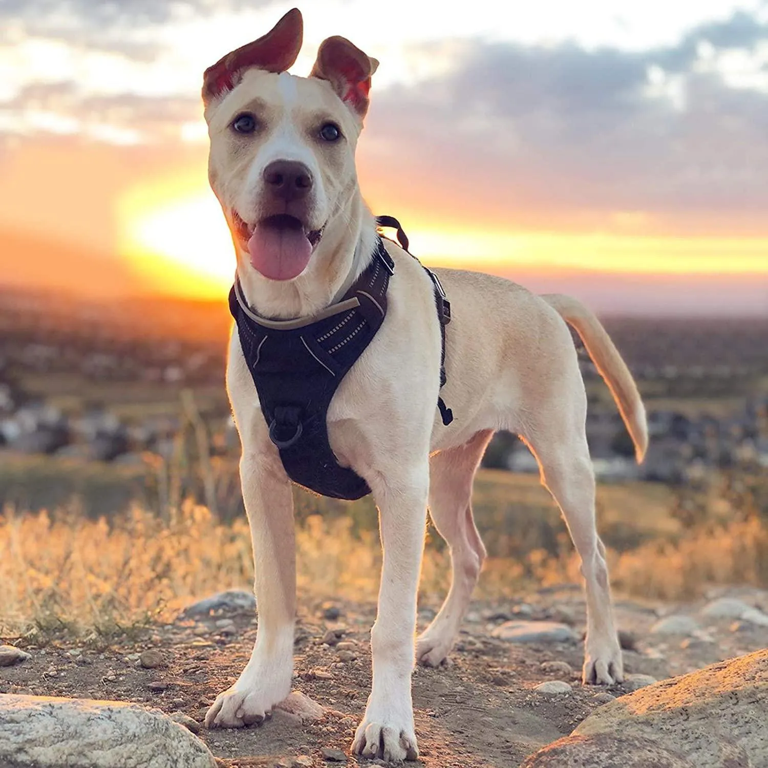 Adjustable No-Pull Pet Harness