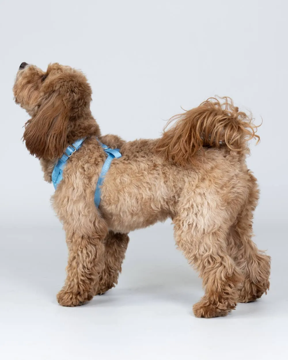 Blue Luxury Tweed Dog Harness
