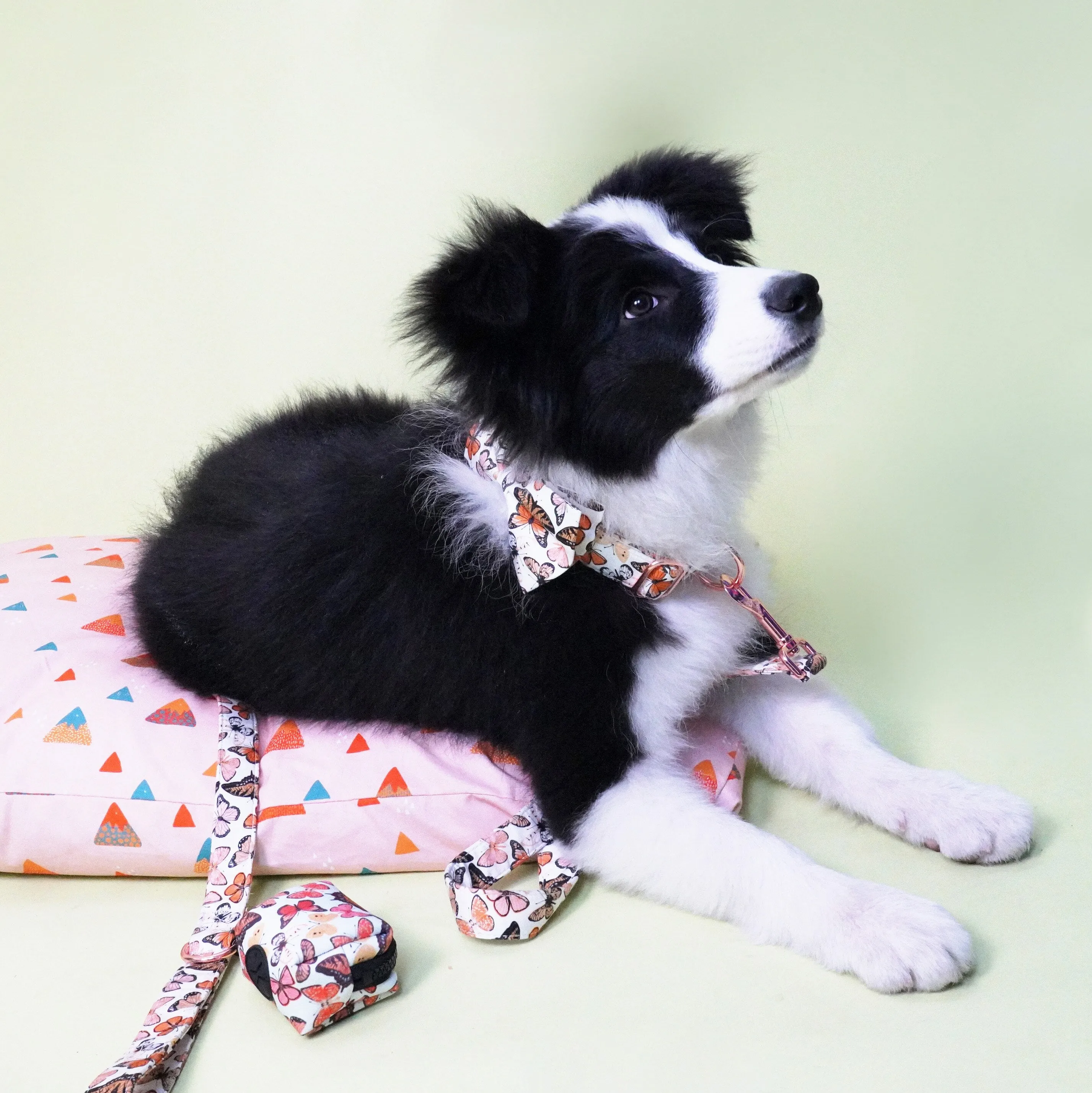 Breezy Butterflies Set: Personalized Flower Collar/Bow collar, Harness, Leash, Poopbag, And Bandana.