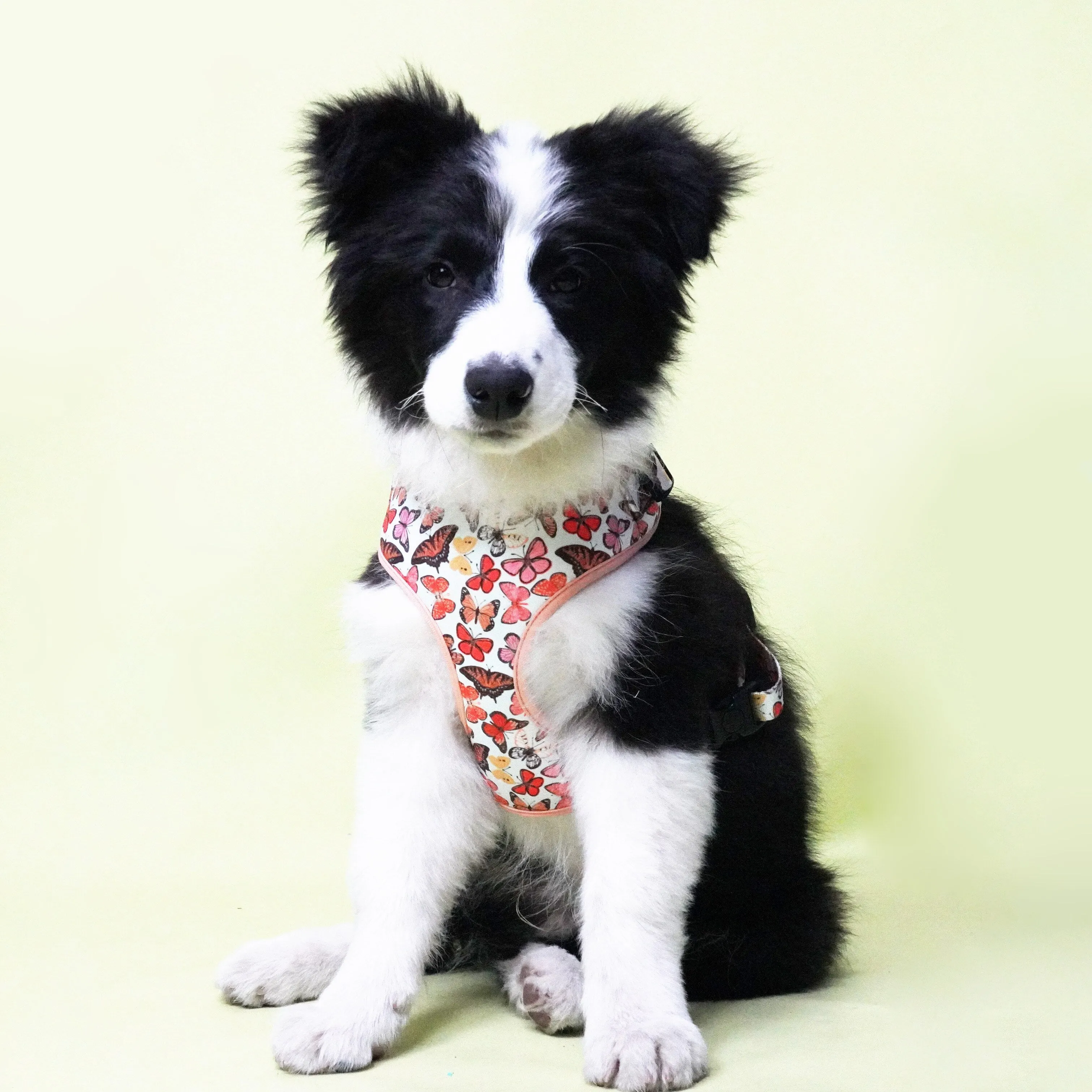 Breezy Butterflies Set: Personalized Flower Collar/Bow collar, Harness, Leash, Poopbag, And Bandana.