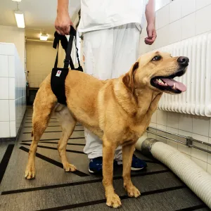 Helping Hand Support Harnesses for Dogs