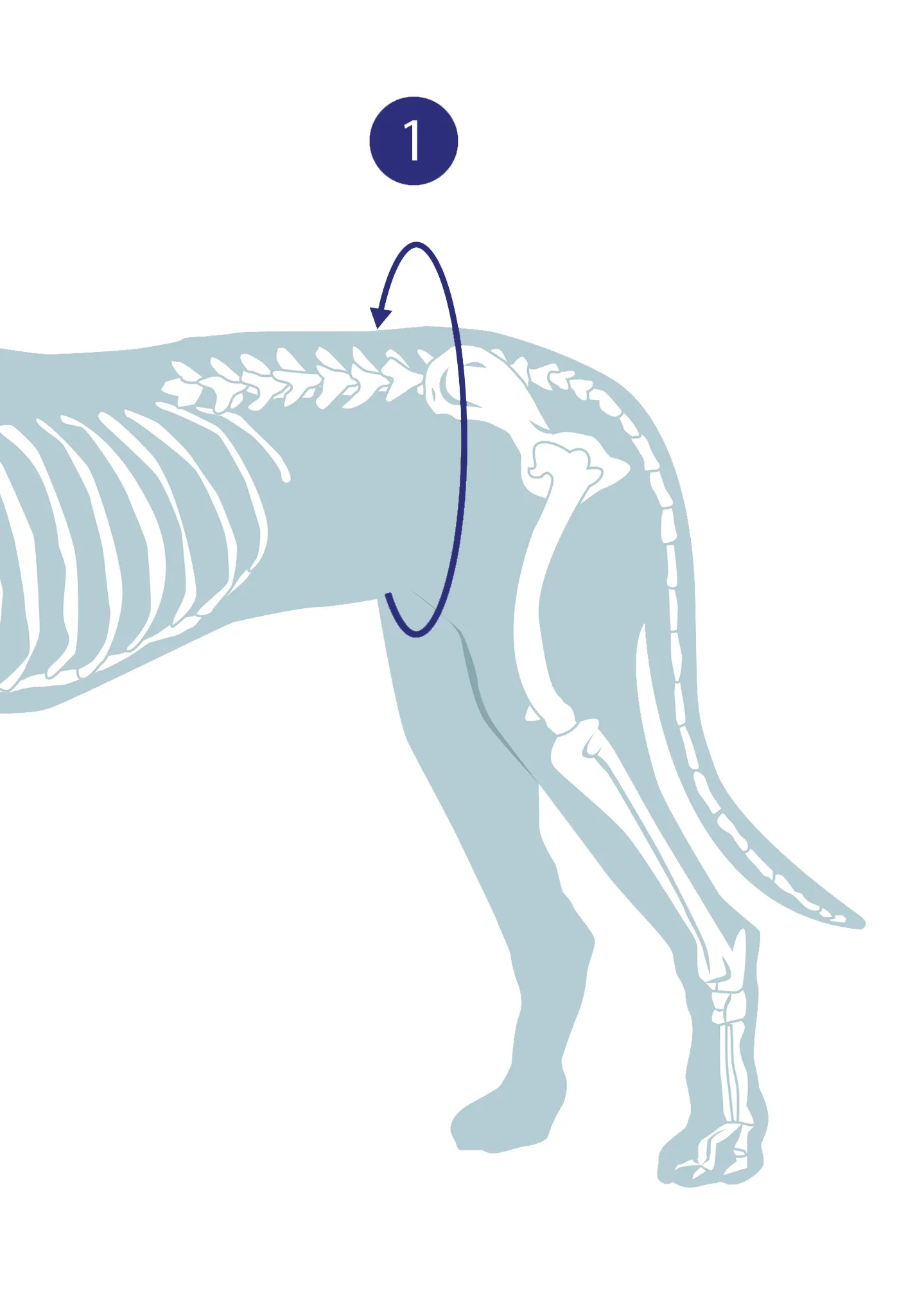 Helping Hand Support Harnesses for Dogs