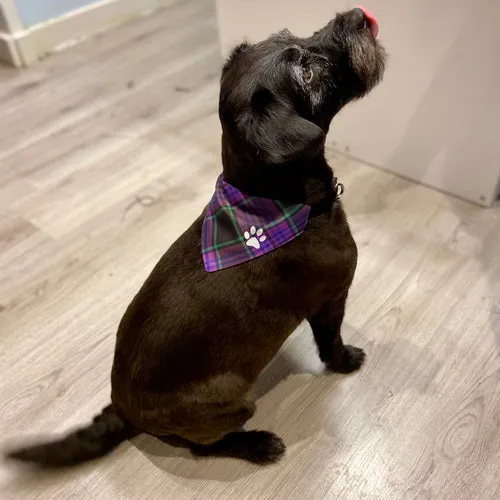 MacEwan Modern Tartan Pet Bandana