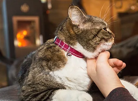 Primary Kitty Breakaway Collar