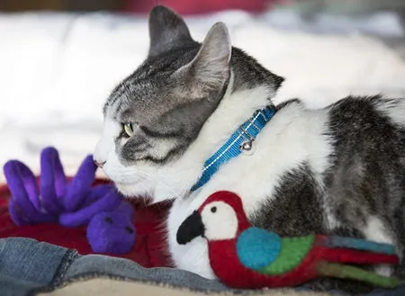 Primary Kitty Breakaway Collar