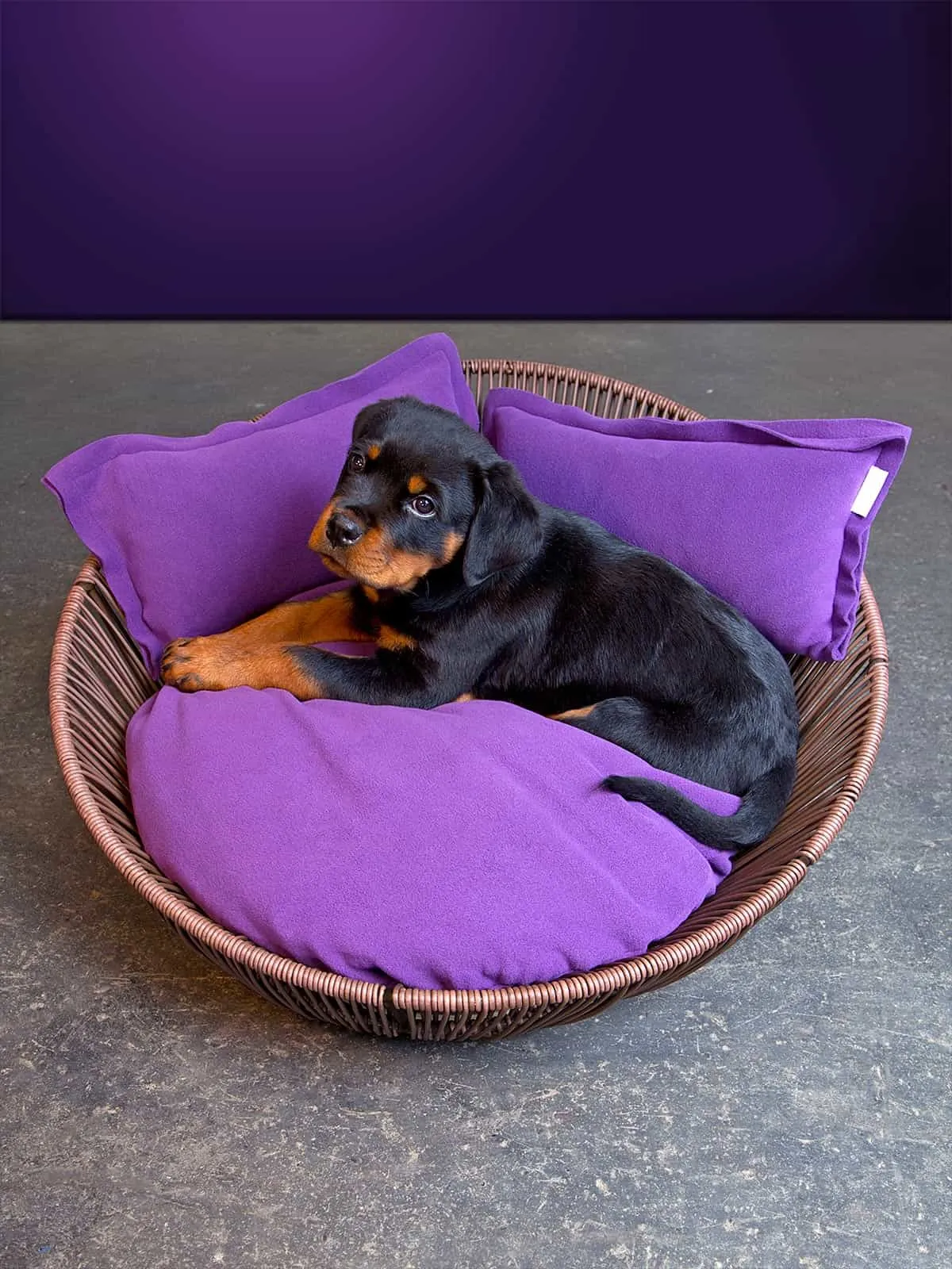 Siro Saleen Pet Bed
